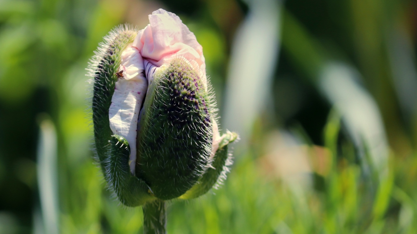 Распускающийся розовый цветок мака