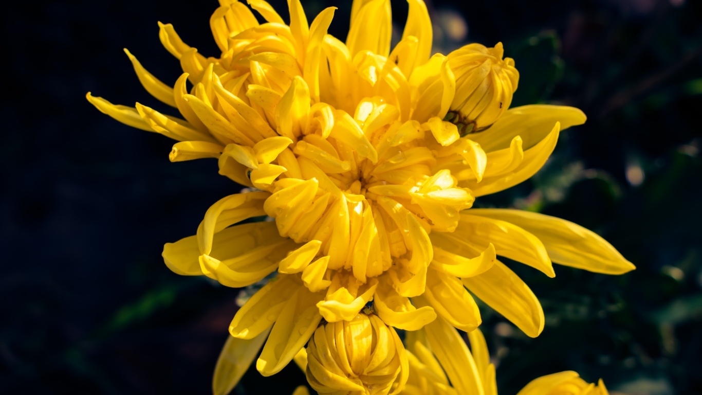 Распускающаяся желтая хризантема вблизи