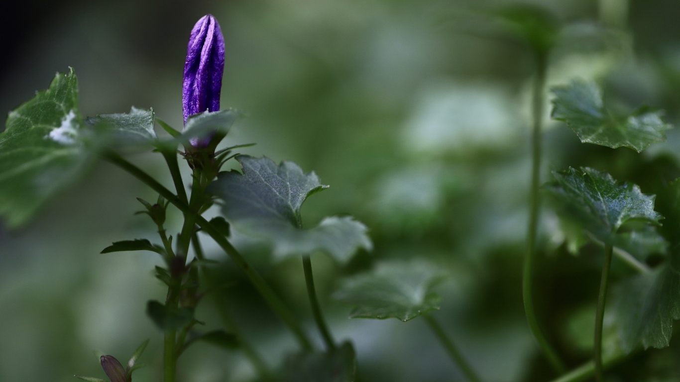 Распускающийся синий цветок колокольчика