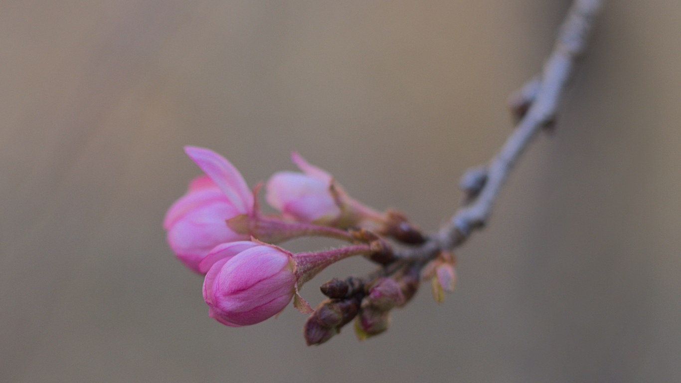Распускающиеся цветы на ветке дерева