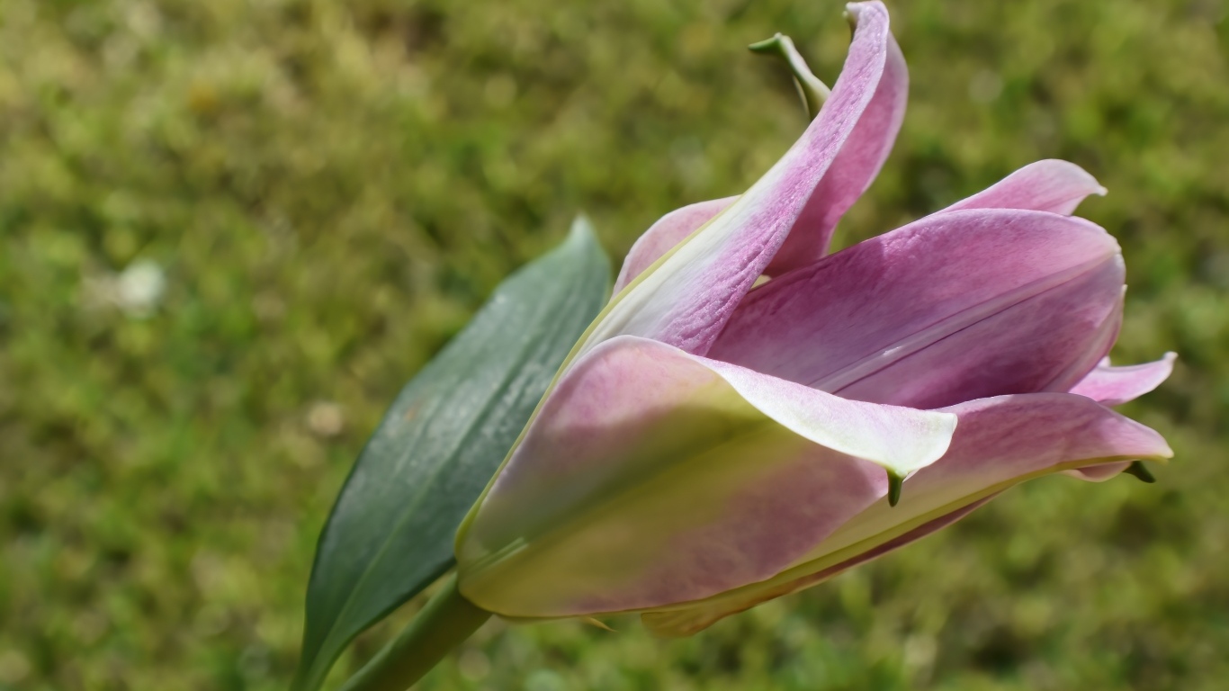 Распускающийся цветок розовой лилии