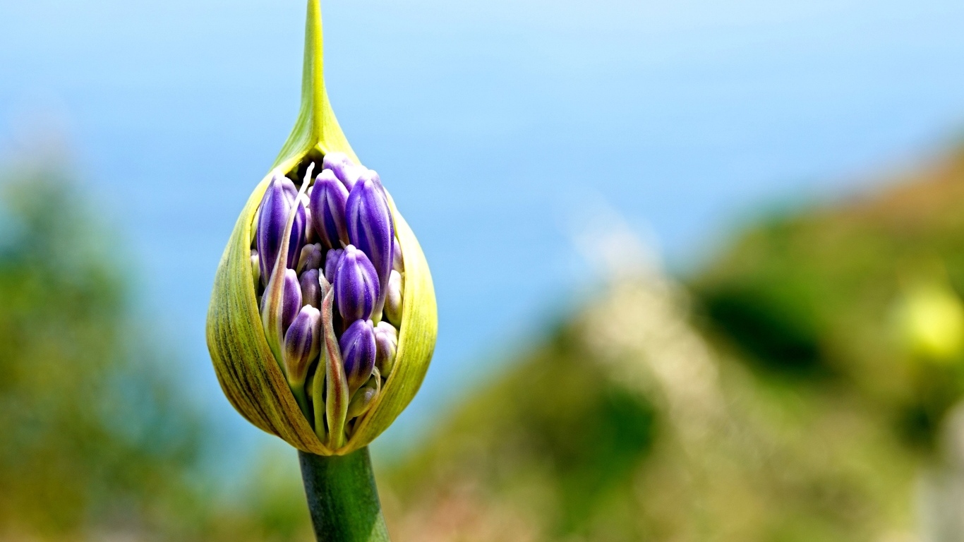 Голубая африканская лилия бутон