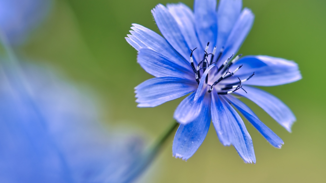 Синий цветок цикория крупным планом