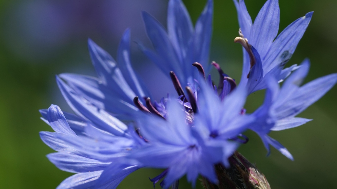 Цветок синего василька вблизи