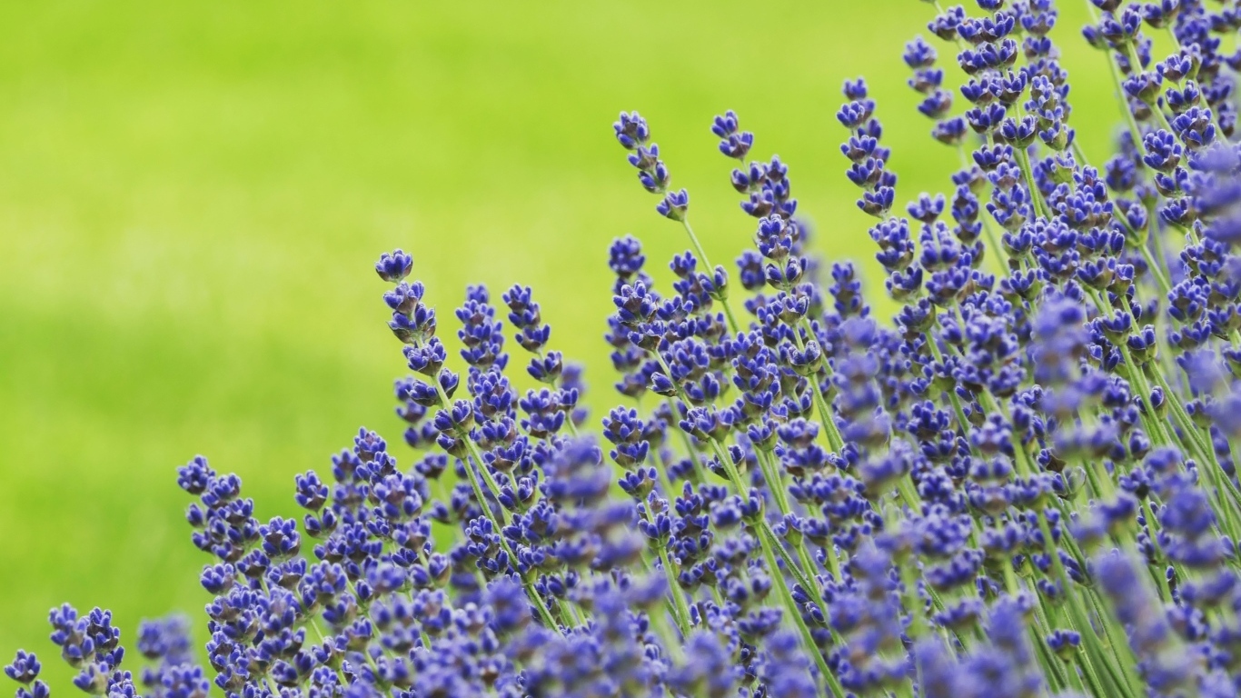 Синие цветы лаванды на зеленом фоне