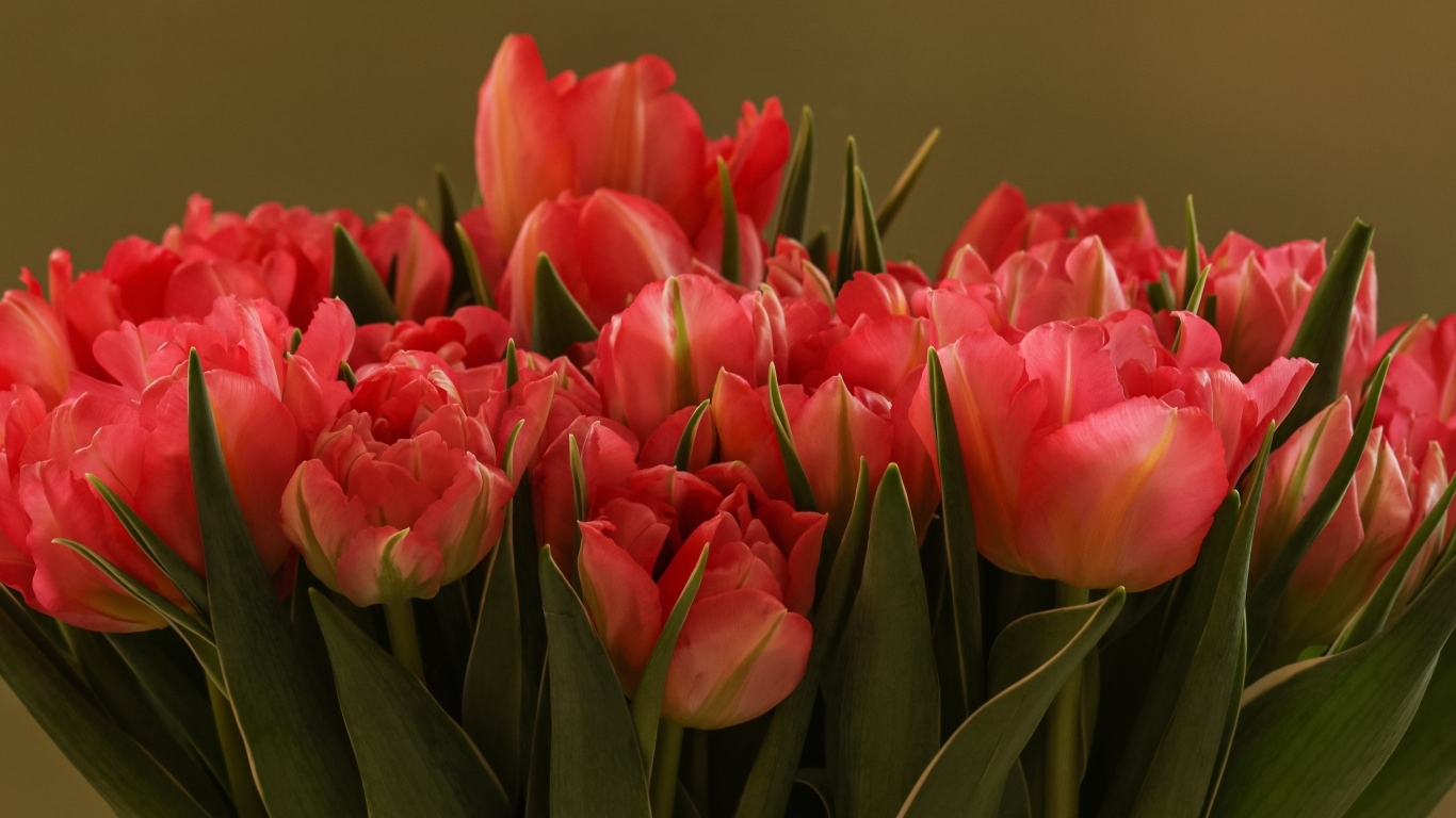 Букет красивых розовых тюльпанов с зелеными листьями