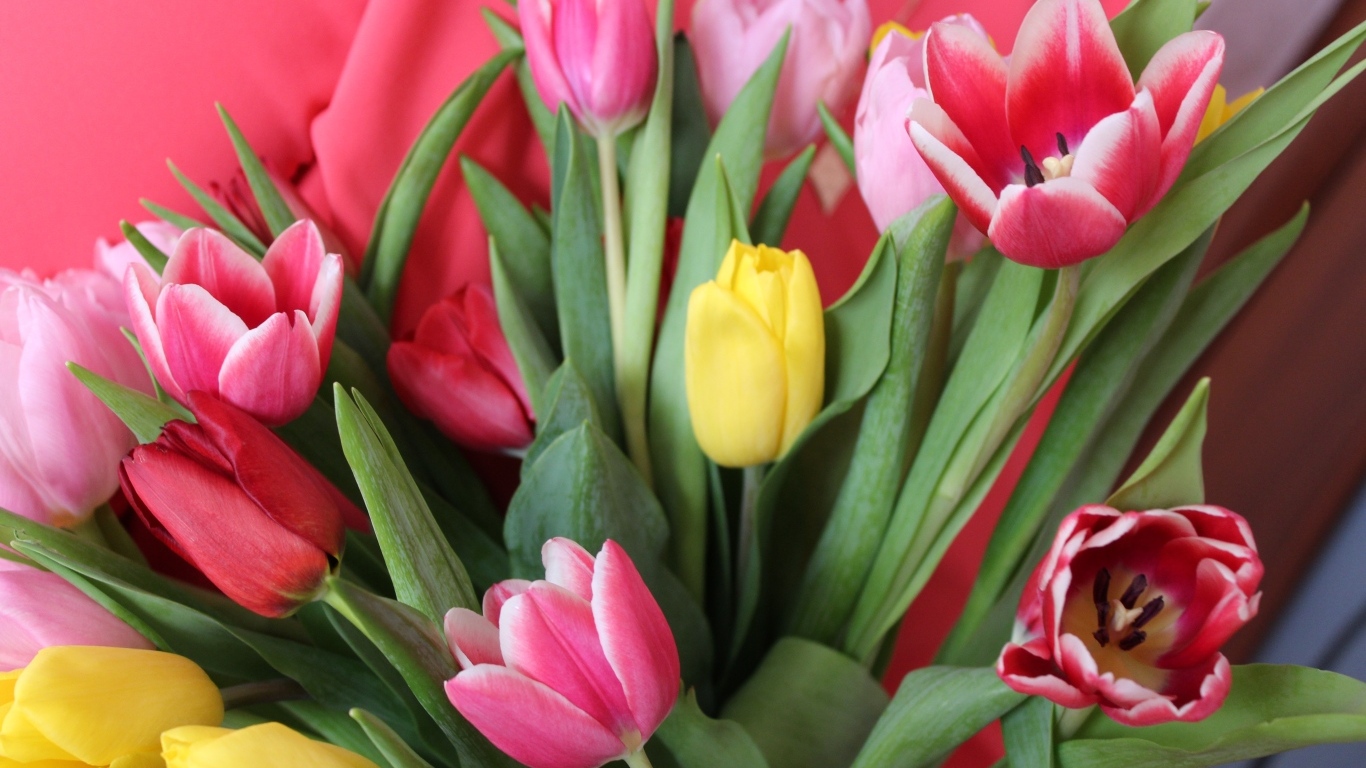 Букет разноцветных тюльпанов крупным планом