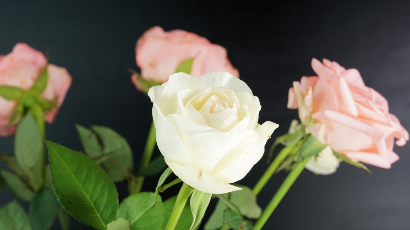 Букет розовых и белых роз на сером фоне