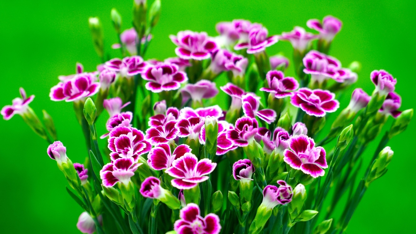 Букет розовых цветов гвоздики на зеленом фоне