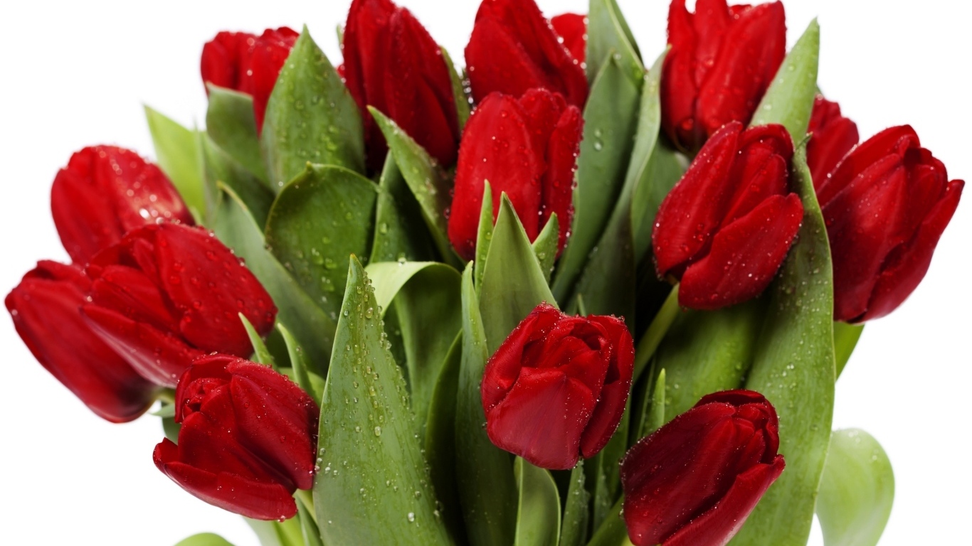 Букет красных тюльпанов в каплях росы