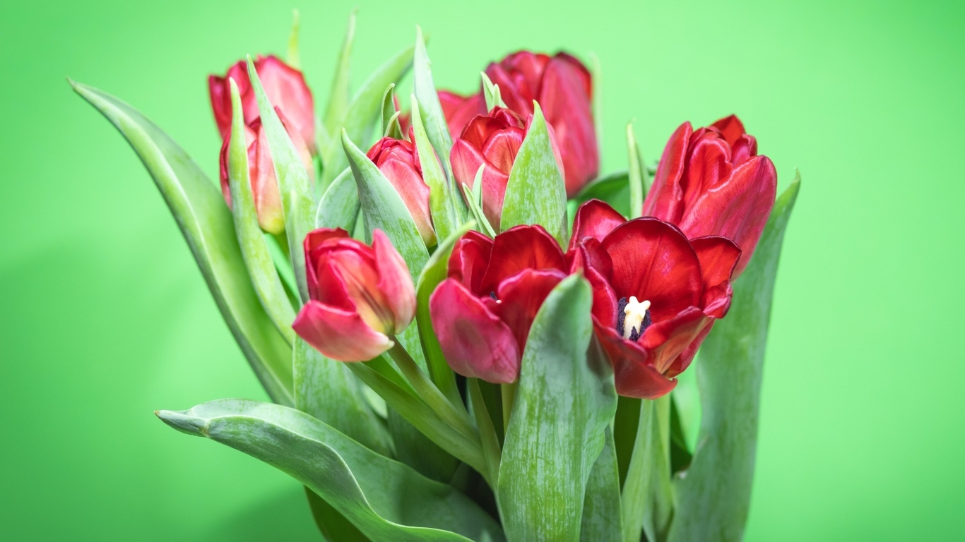 Букет красных тюльпанов на зеленом фоне