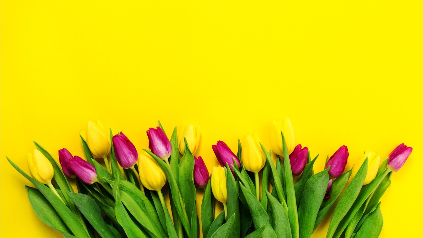 Букет тюльпанов на ярком желтом фоне