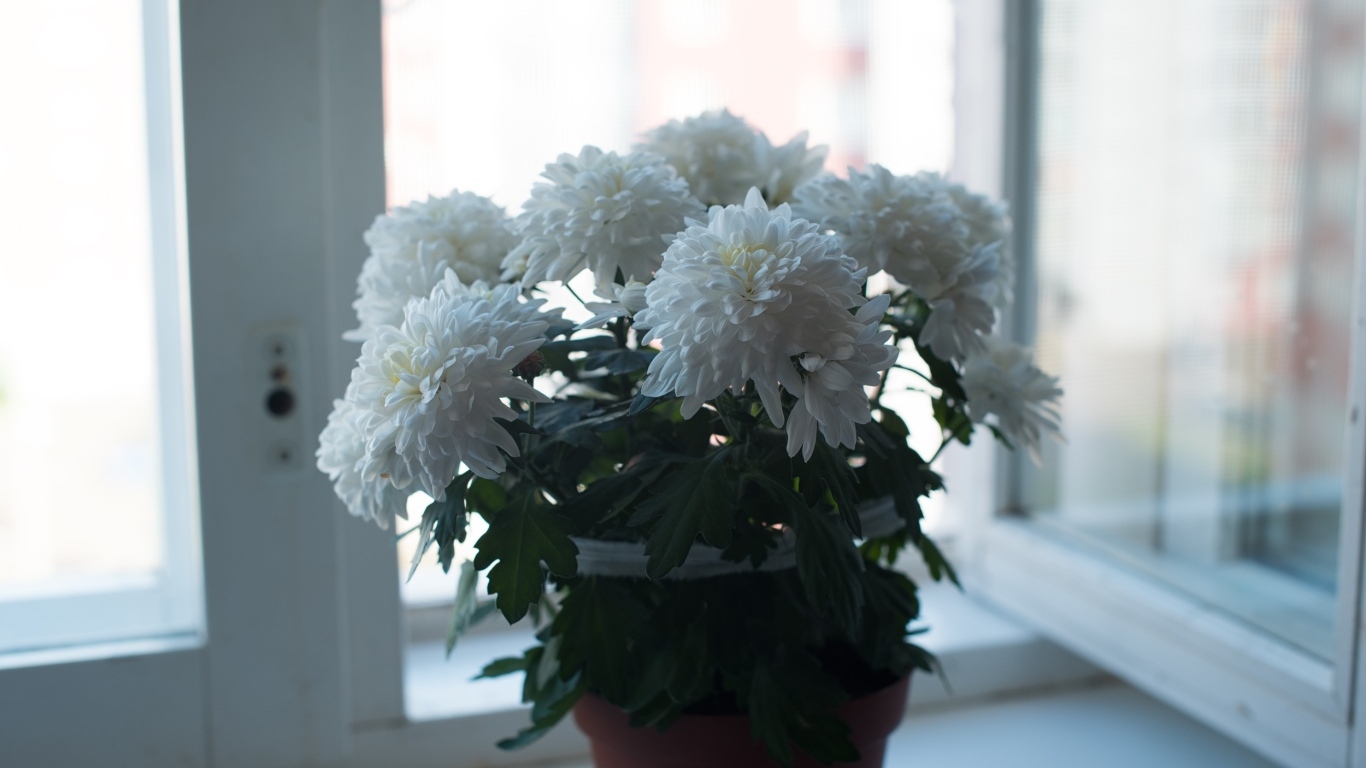Букет белых хризантем на окне