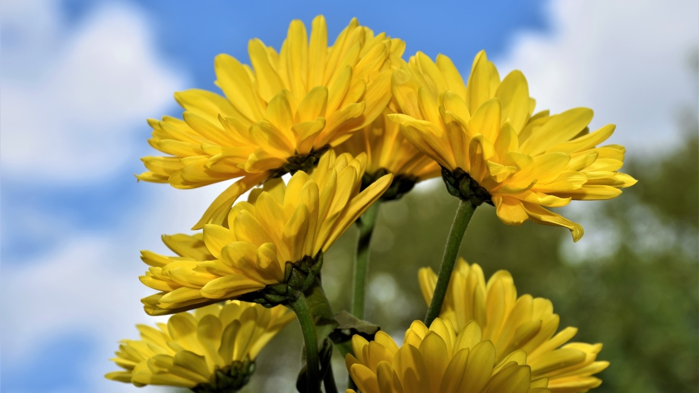 Ветка с желтыми цветами хризантемы