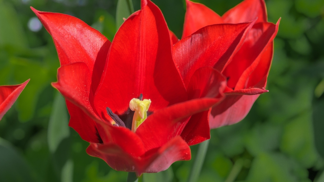 Яркие красные тюльпаны на клумбе