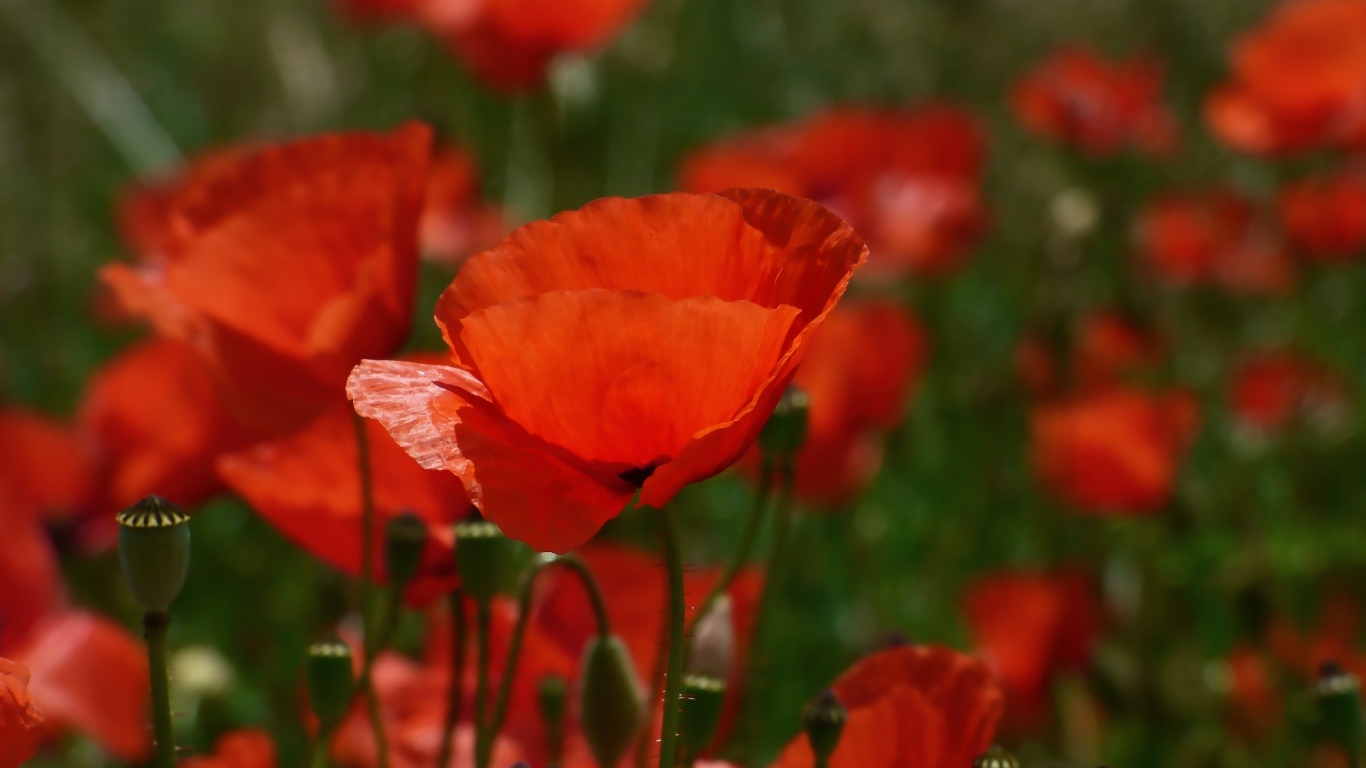 Яркий алый полевой мак в лучах солнца