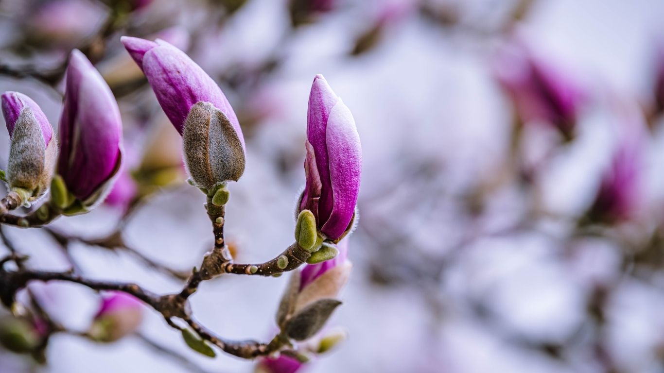 Бутоны цветов магнолии на ветке дерева