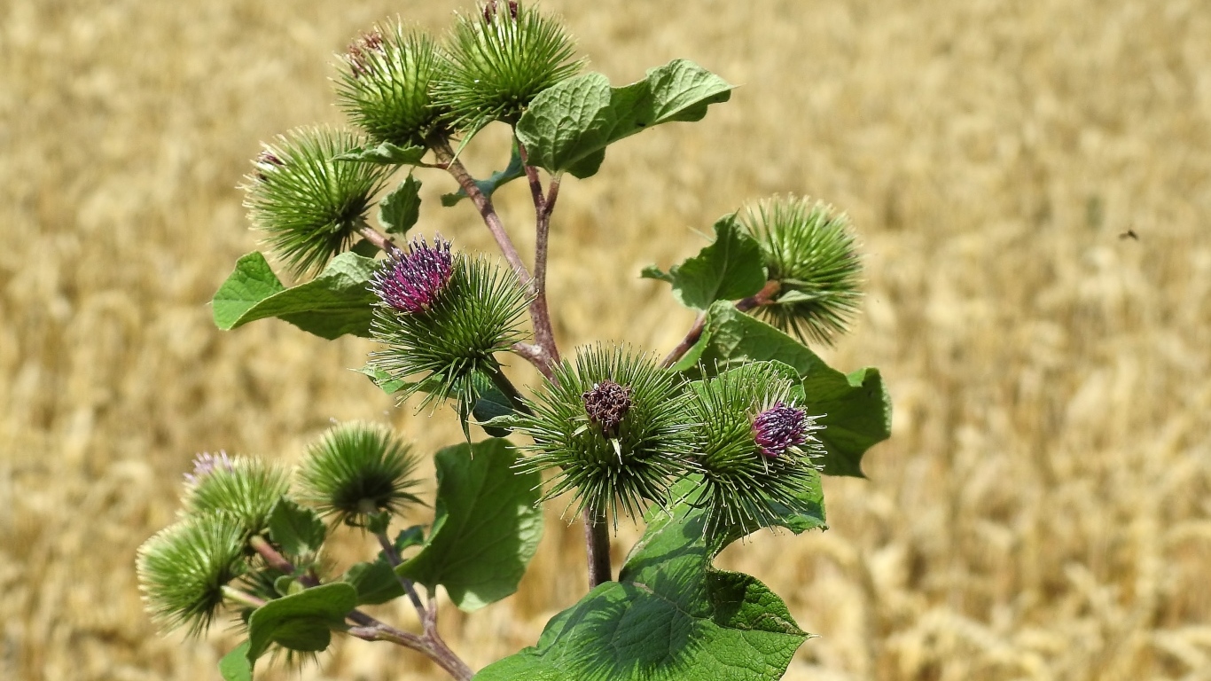 Цветы лопуха крупным планом