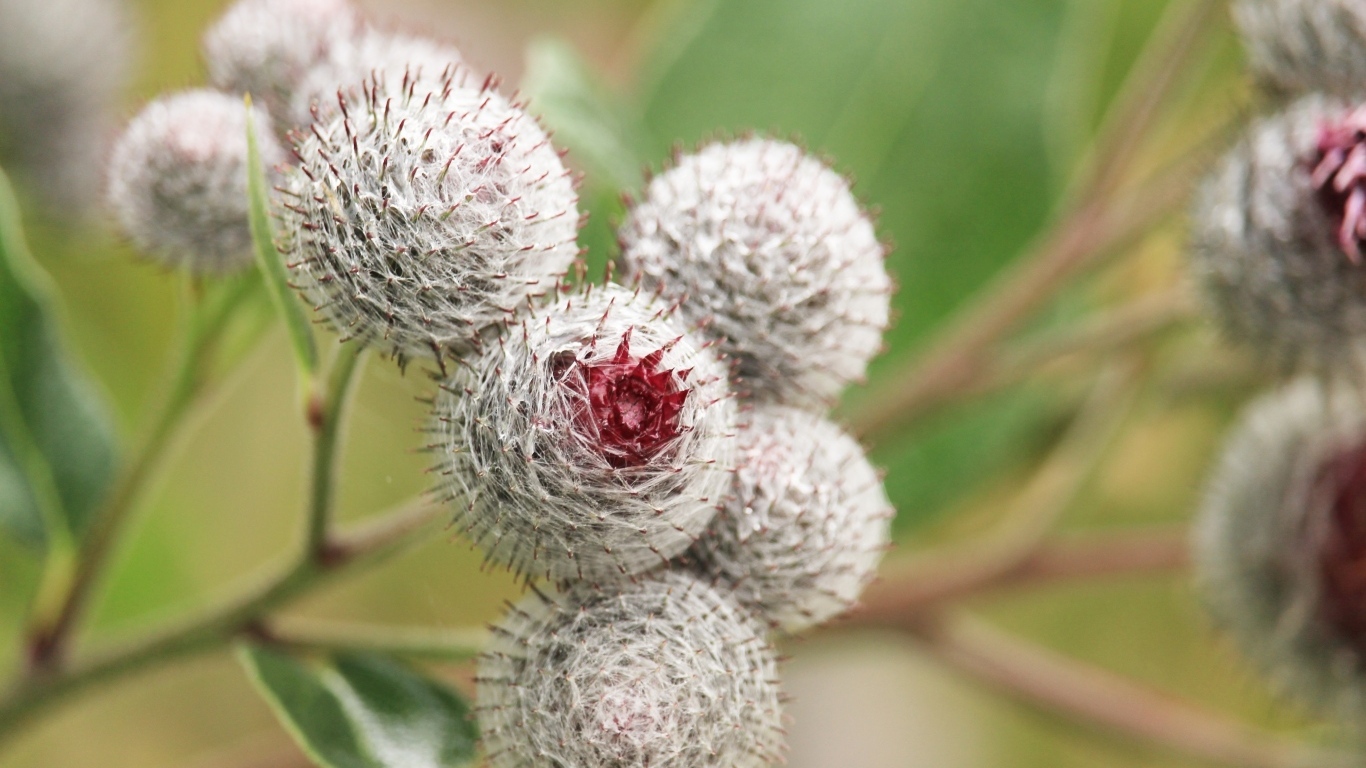 Цветы лопуха крупным планом