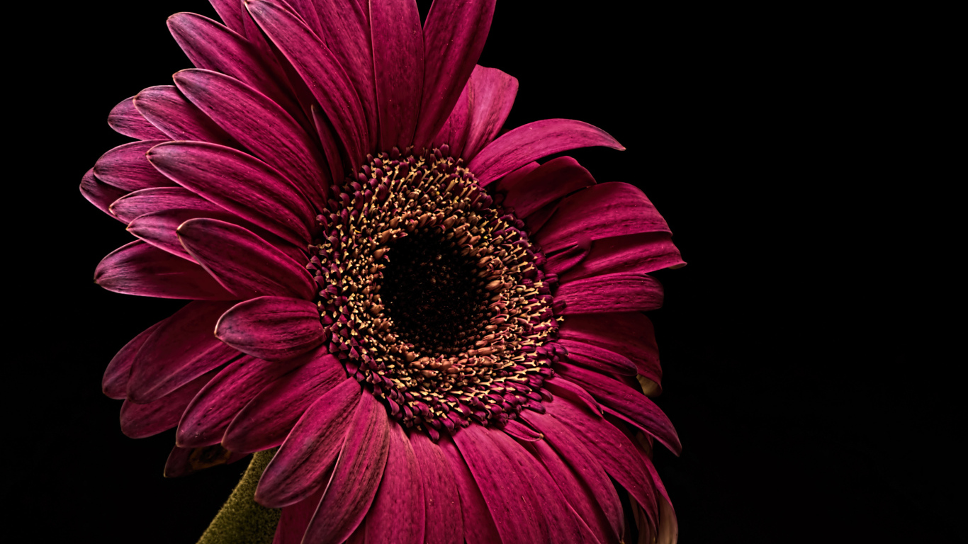 Бордовая гербера крупным планом на черном фоне