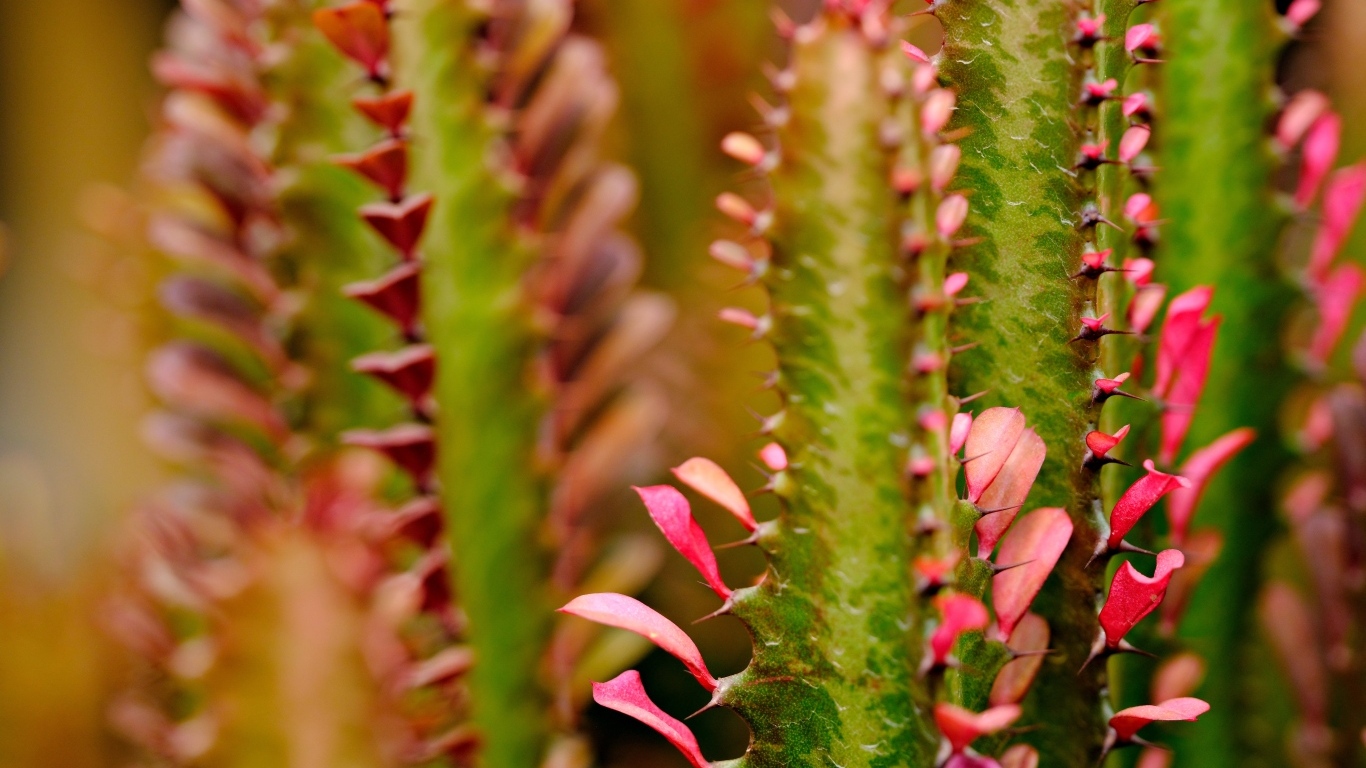 Кактус с красными лепестками крупным планом