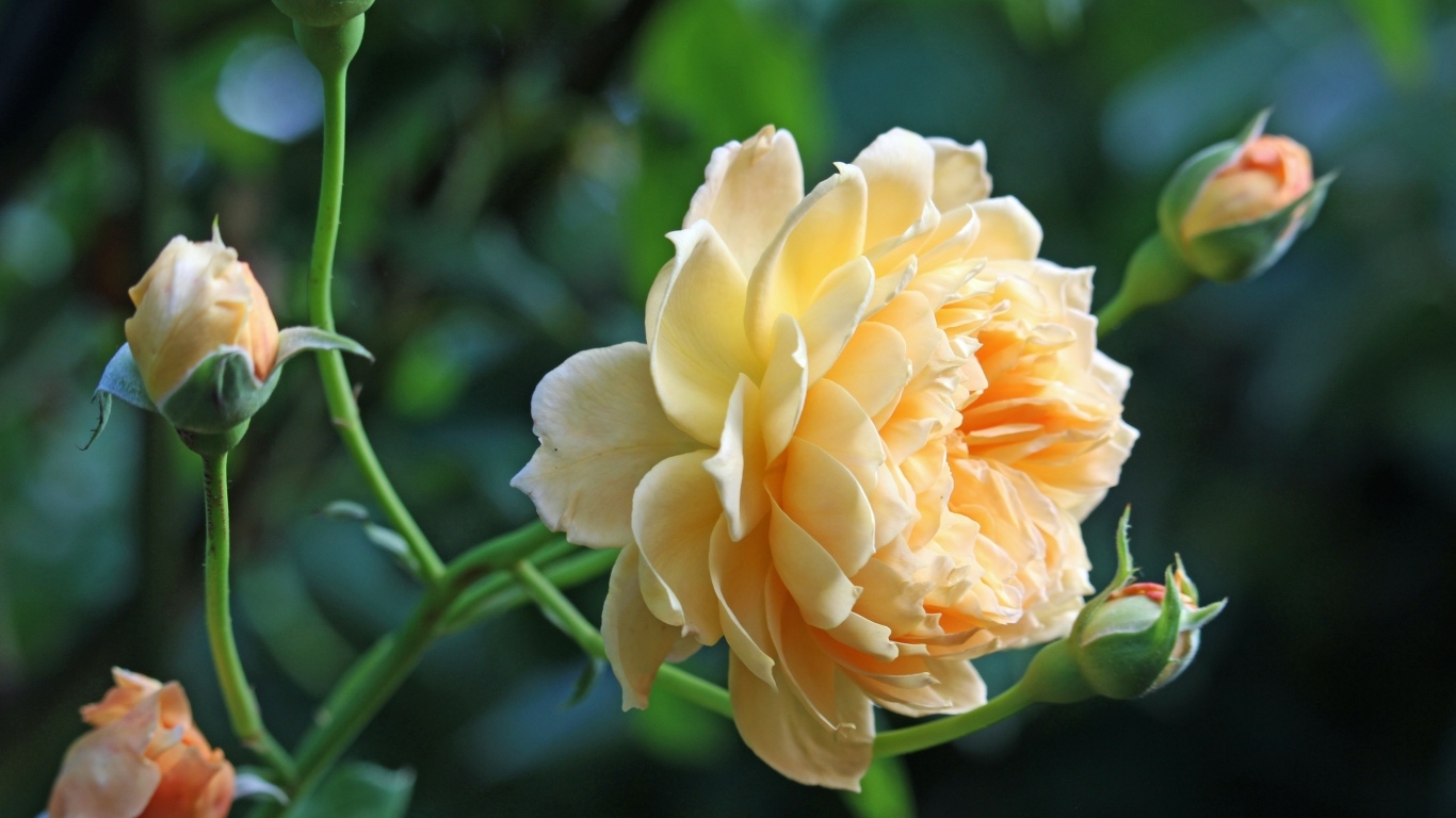 Кремовая роза с бутонами на зеленом фоне