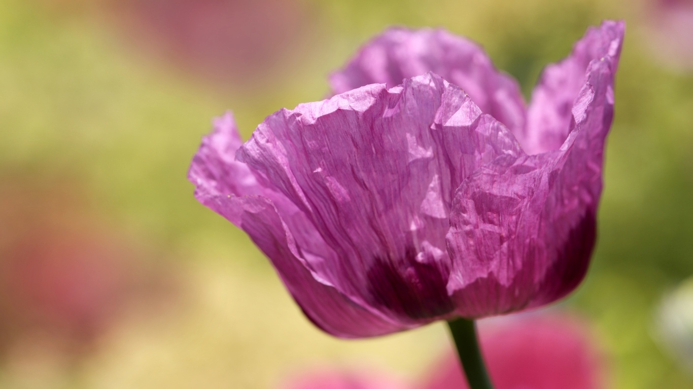 Милый сиреневый полевой мак