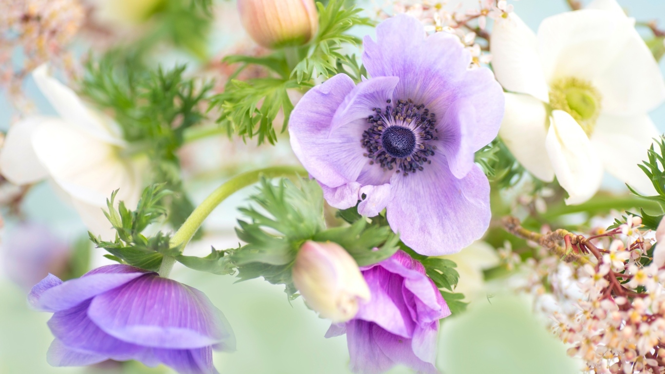 Delicate anemone flowers with buds close up