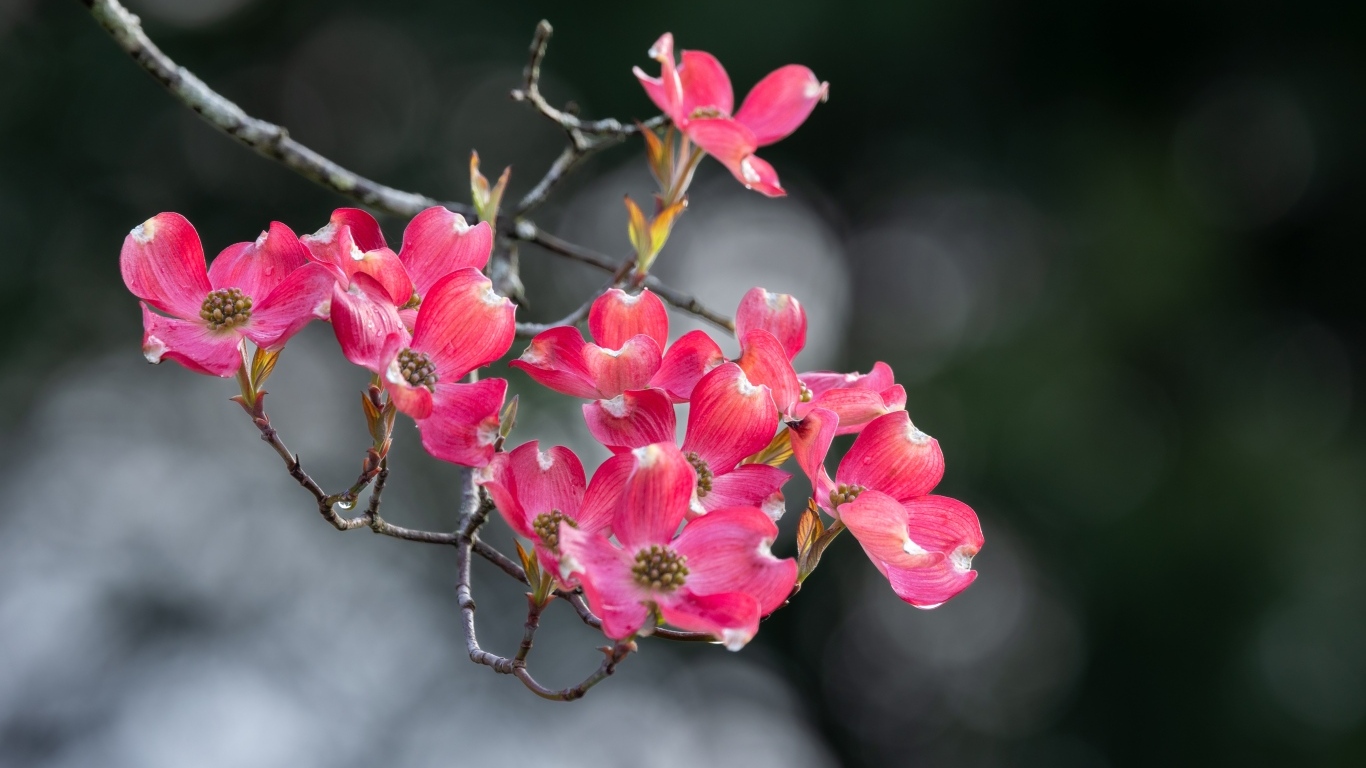 Нежные розовые цветы на ветке крупным планом