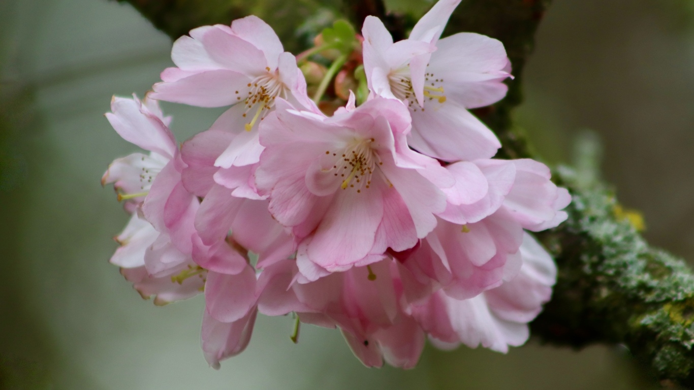 Нежные розовые цветы на ветке дерева вишни 