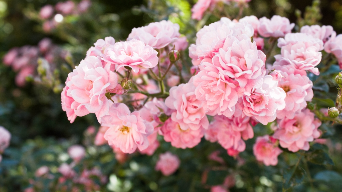 Нежные розовые садовые розы