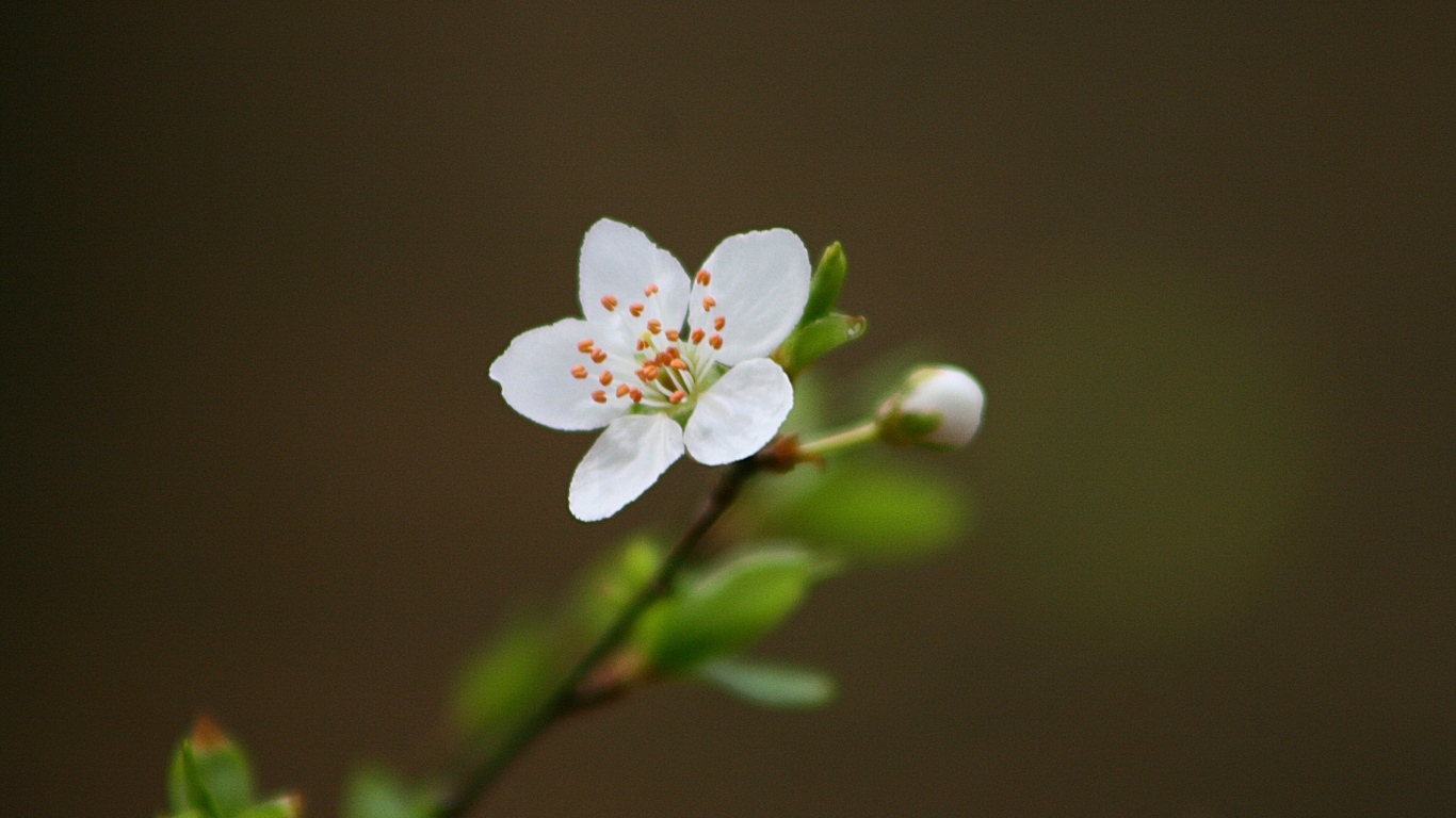 Нежный белый цветок на ветке вишни 