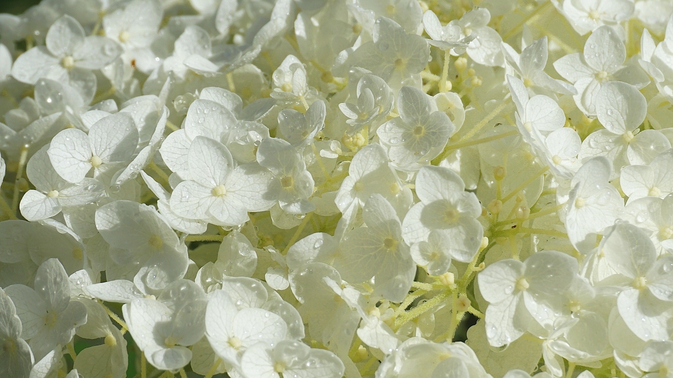 Нежный белый цветок гортензии в каплях росы