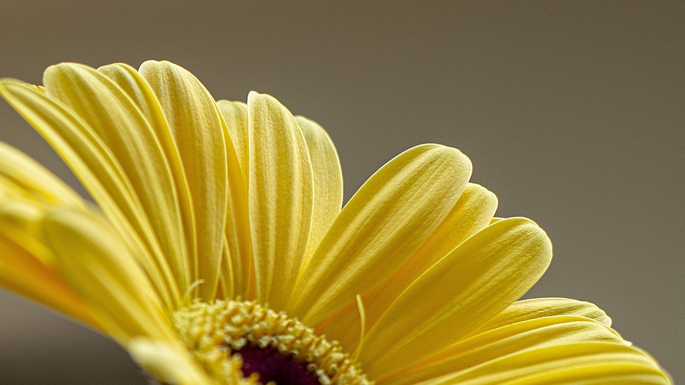 Нежные желтые лепестки герберы