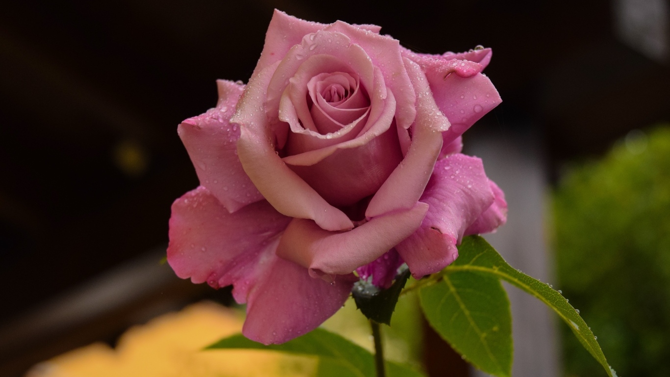 Роса на лепестках розовой розы