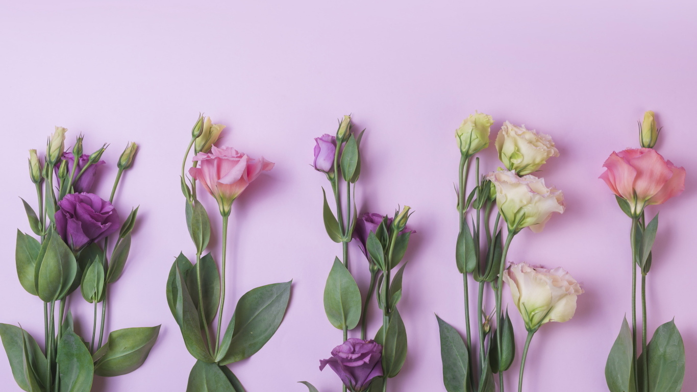 Цветы эустомы на розовом фоне