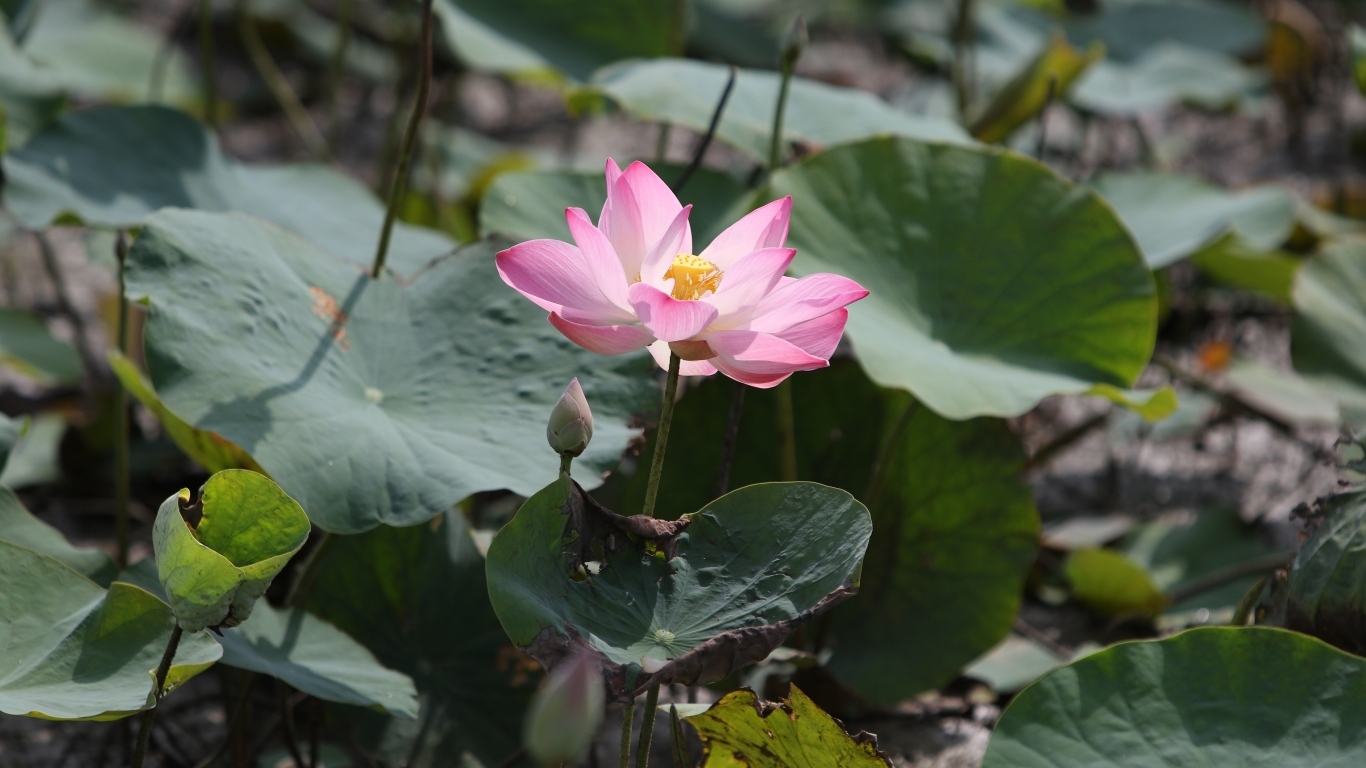 Экзотический цветок лотоса в воде крупным планом