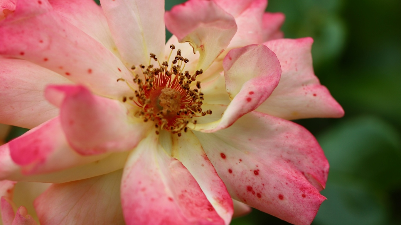 Отцветающая роза на клумбе крупным планом