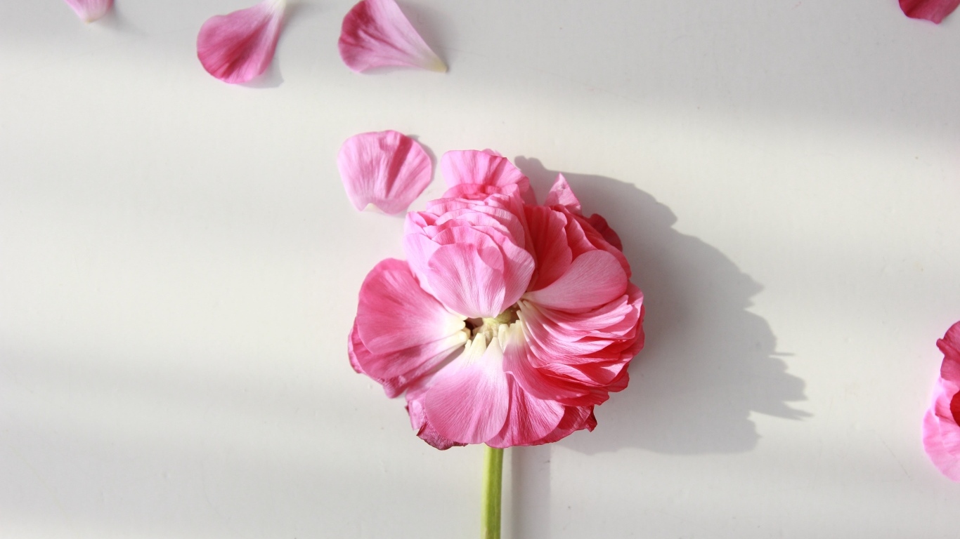 Опавший розовый цветок лютика на сером фоне