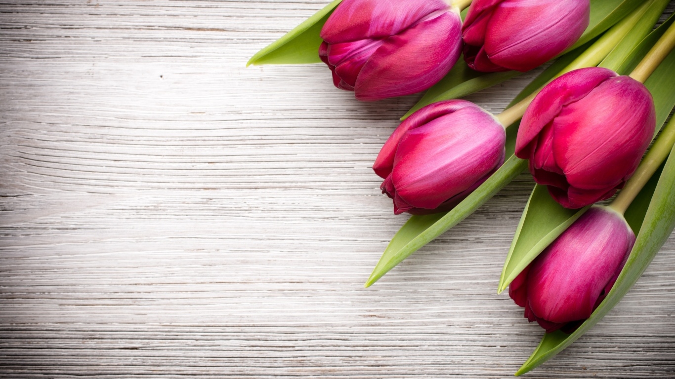 Пять розовых тюльпанов на деревянном фоне