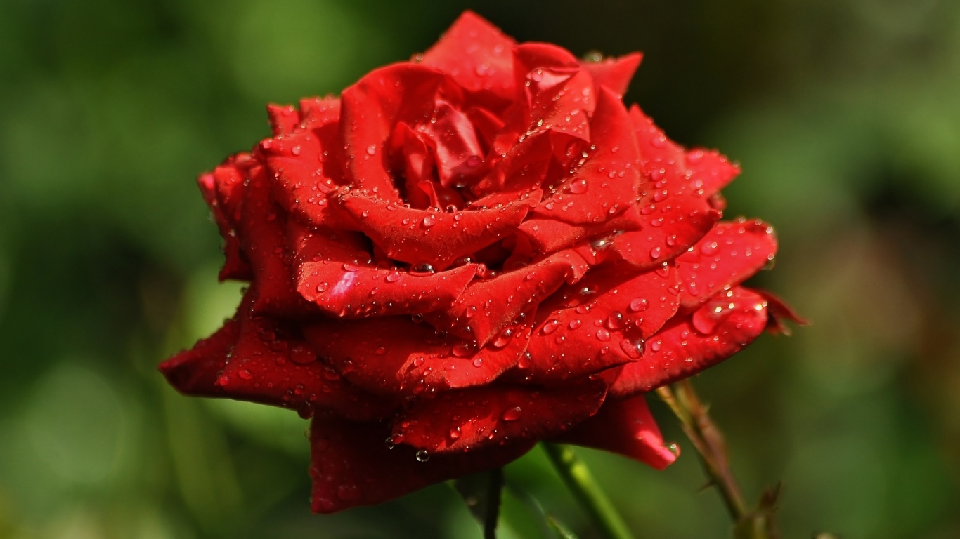 Ароматная красная роза в саду под дождем