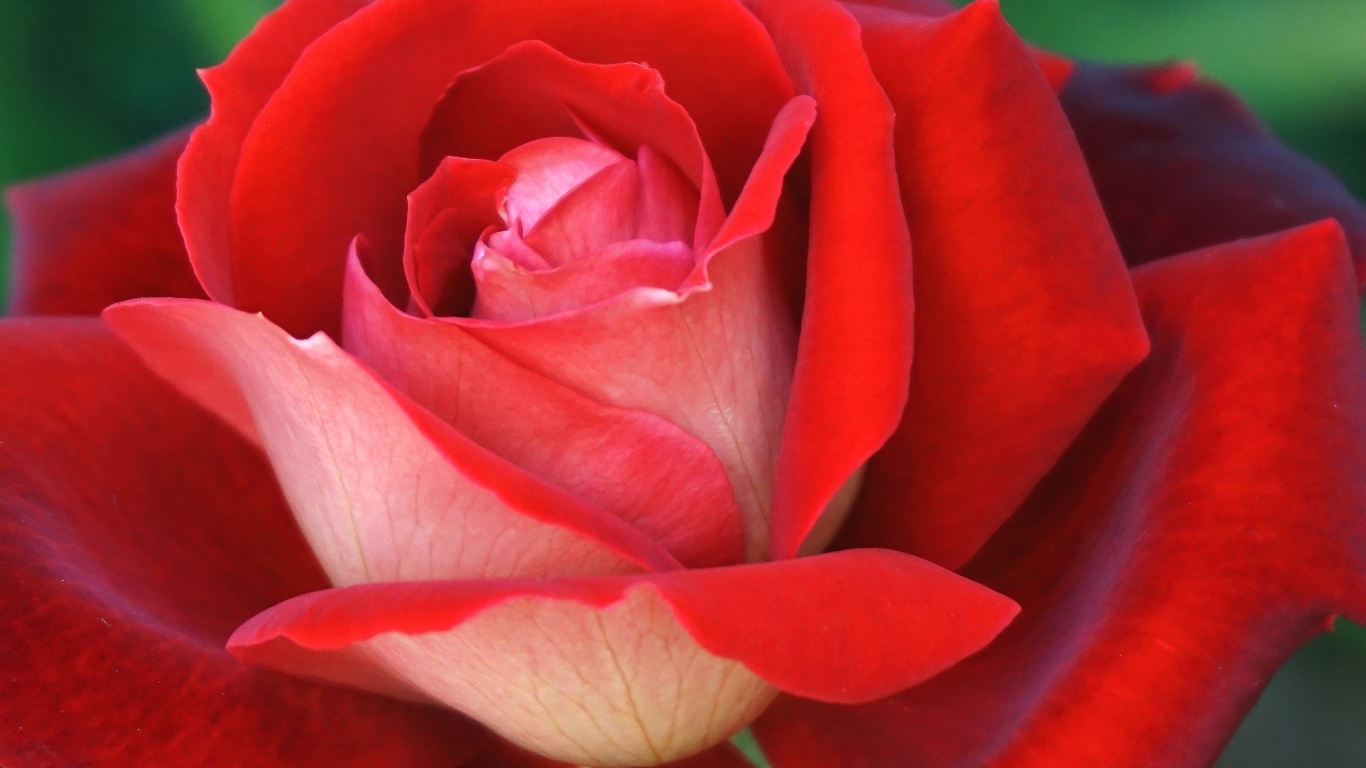 Ароматная красная чайная роза крупным планом