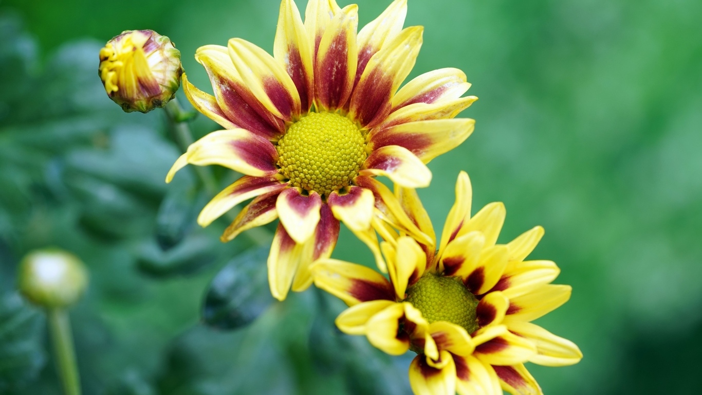 Цветы газания с бутонами крупным планом