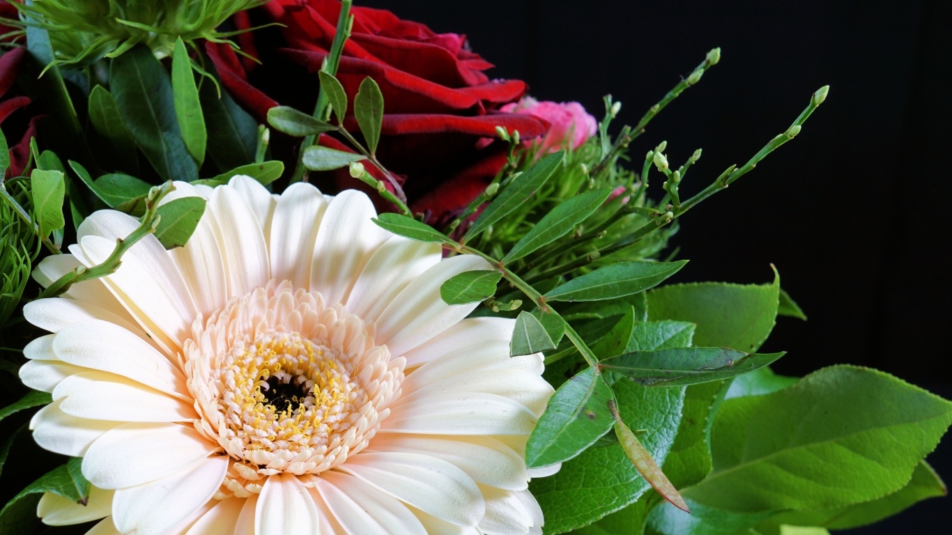 Цветок герберы в букете с красными розами