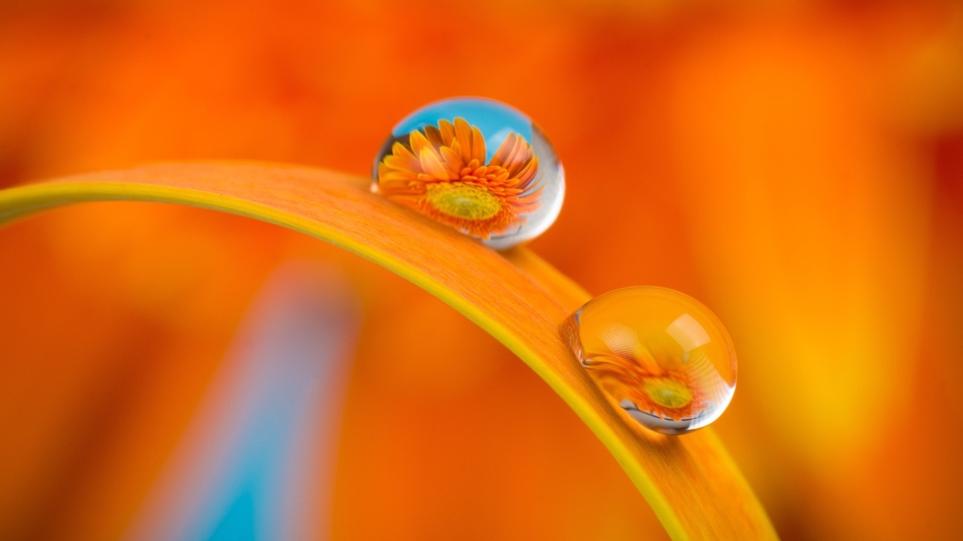 Цветы герберы в каплях роса на листке 