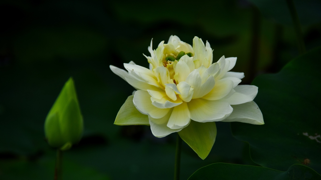 Золотой лотос с бутоном крупным планом