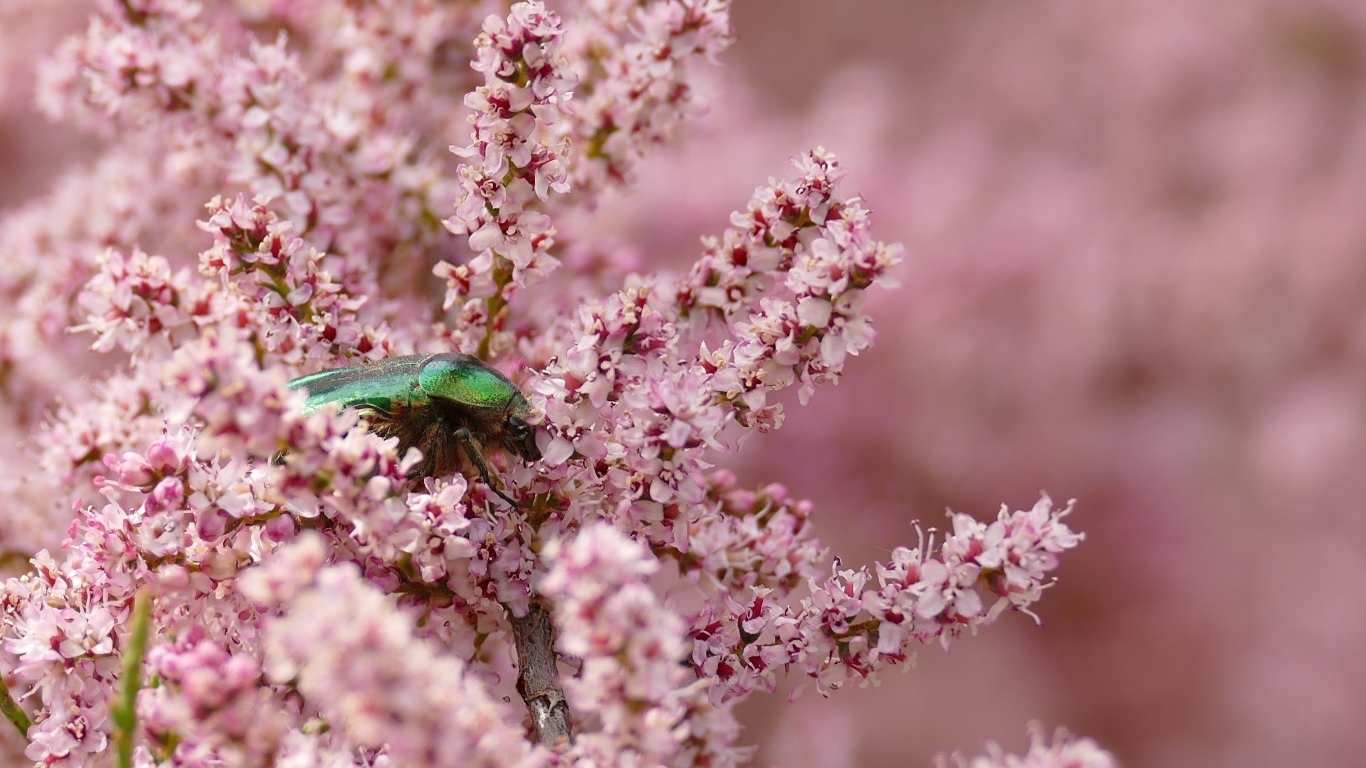 Зеленый жук сидит на красивых розовых цветах