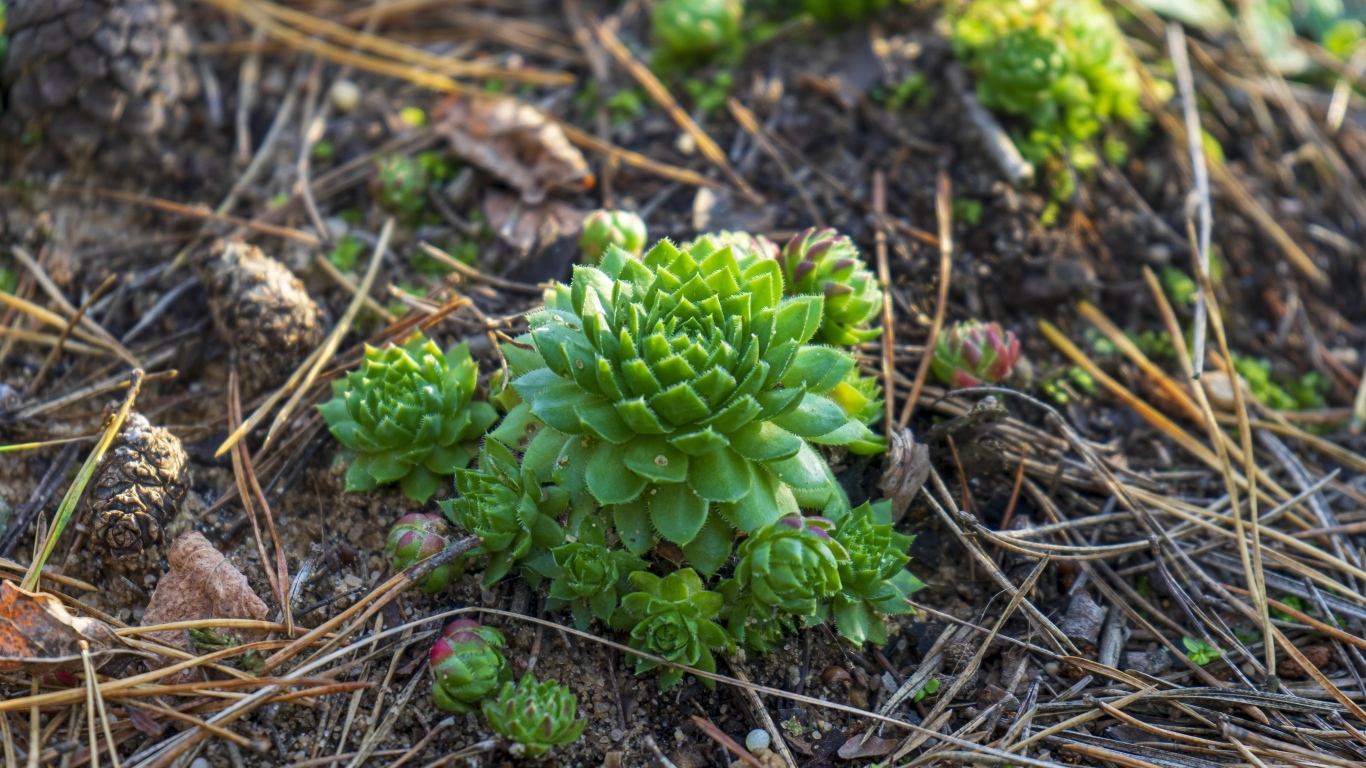 Зеленые растения суккуленты на земле