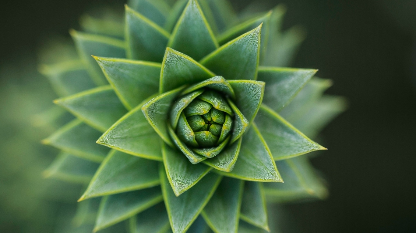 Зеленый цветок суккулент крупным планом