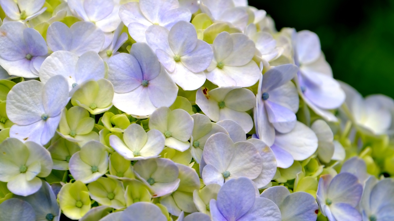 Цветы гортензии крупным планом